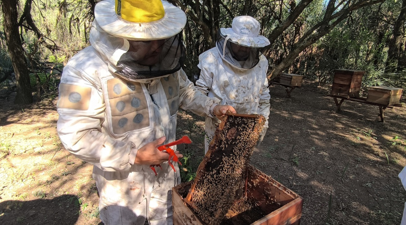 RECOMENDACIONES SANITARIAS PARA LA PREVENCIÓN DEL PEQUEÑO ESCARABAJO DE LAS COLMENAS