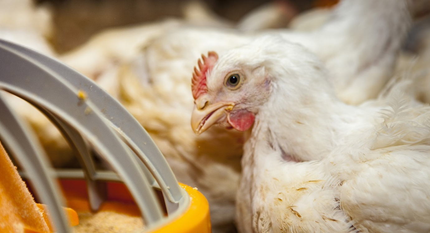 INFLUENZA AVIAR: SE CONFIRMÓ UN CASO POSITIVO EN AVES COMERCIALES DE BUENOS AIRES