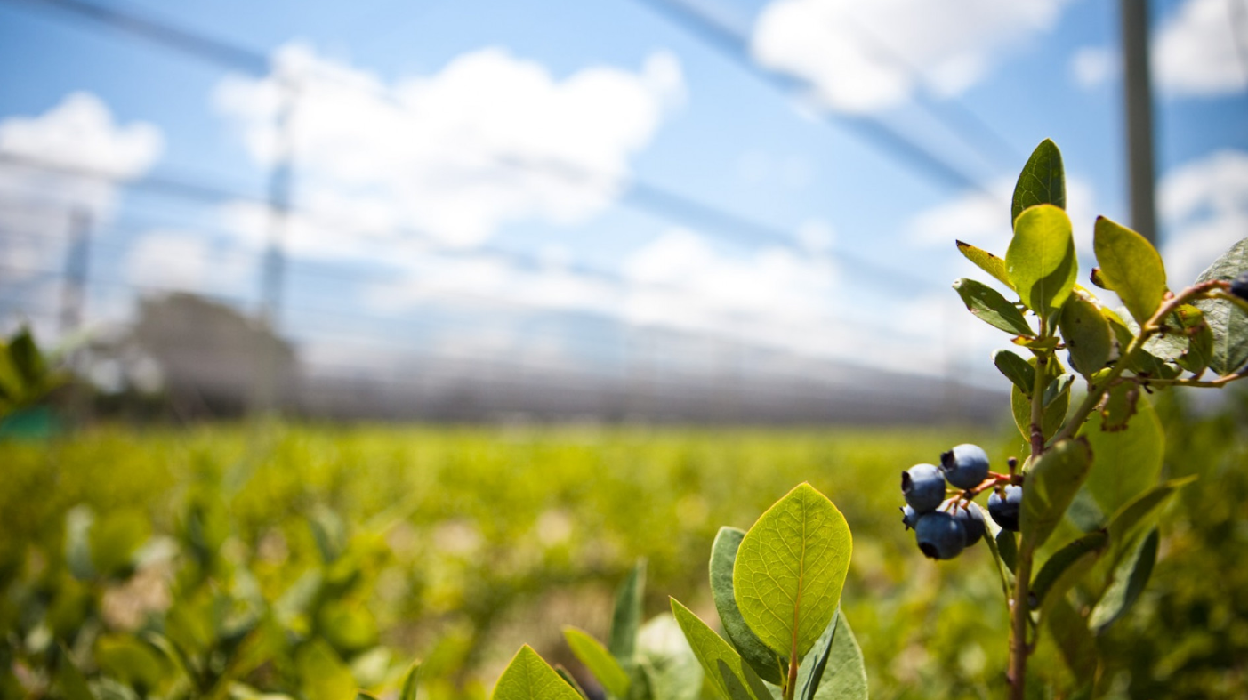 LA ARGENTINA EXPLICÓ COMO APLICA LA INFORMACIÓN FITOSANITARIA PARA LA PREVENCIÓN DE PLAGAS