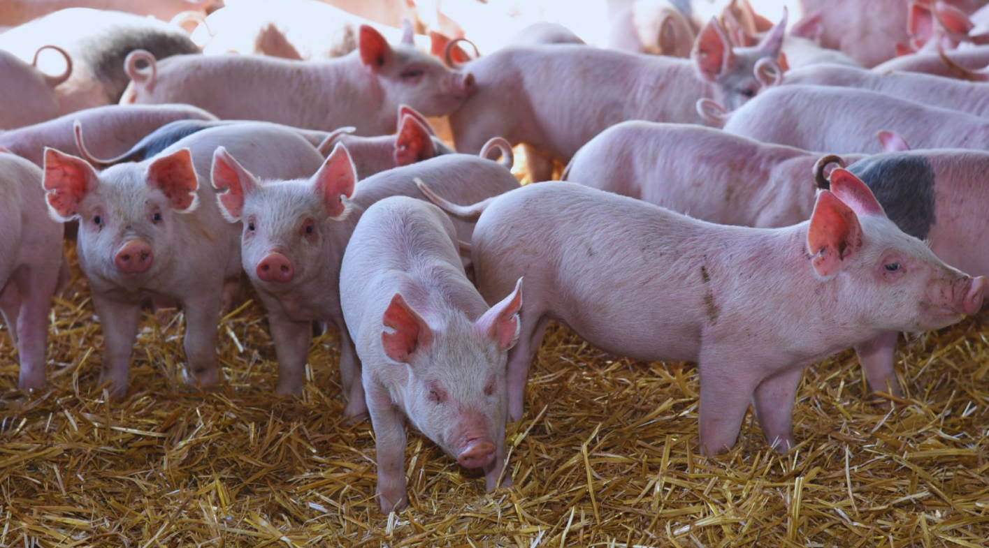 AVANZAN EN EL DESARROLLO DE VACUNAS ORALES PARA PREVENIR LA DIARREA EN LECHONES