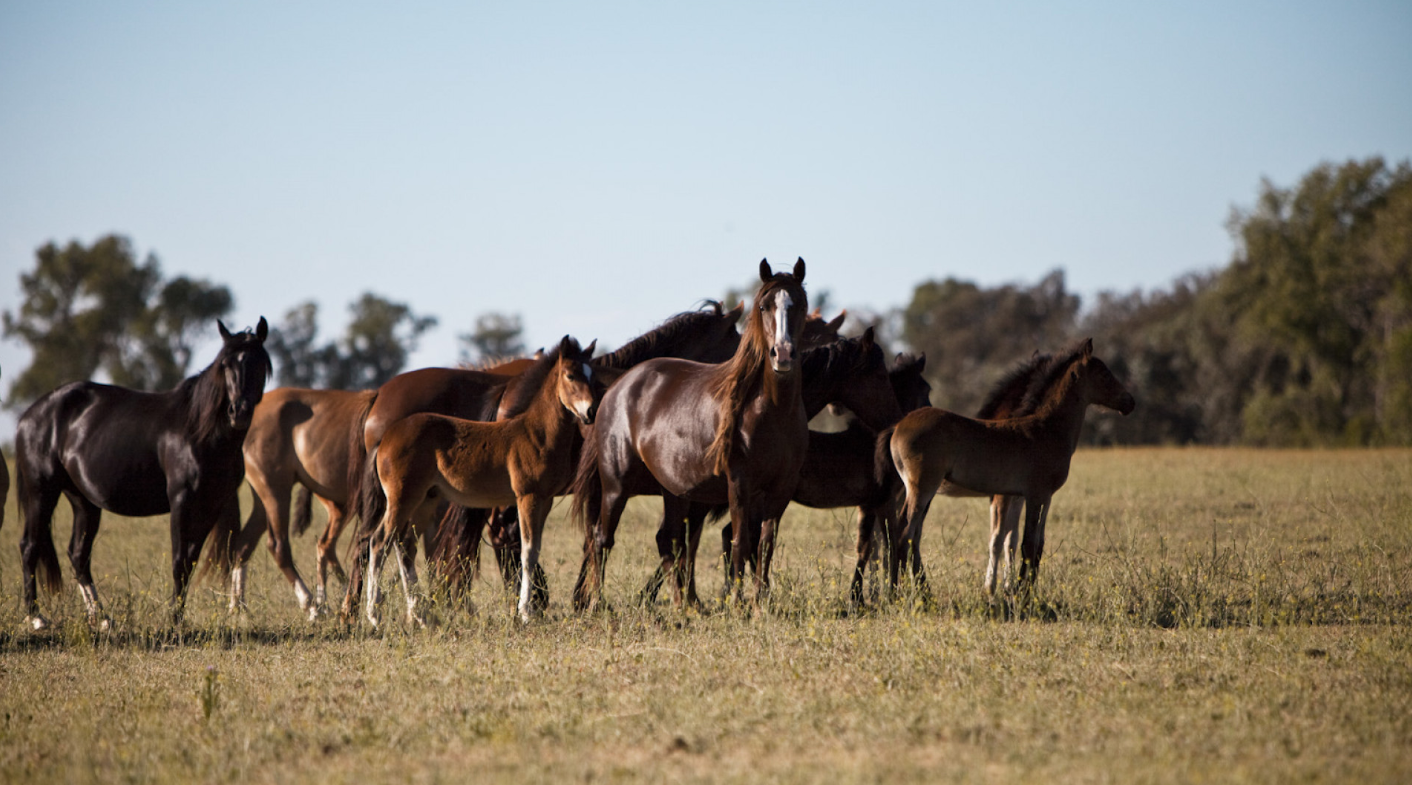 EN TEMPORADA DE MOSQUITOS, REFORZAR LA PREVENCIÓN CONTRA LA ENCEFALOMIELITIS EQUINA EN TEMPORADA DE MOSQUITOS, REFORZAR LA PREVENCIÓN CONTRA LA ENCEFALOMIELITIS EQUINA