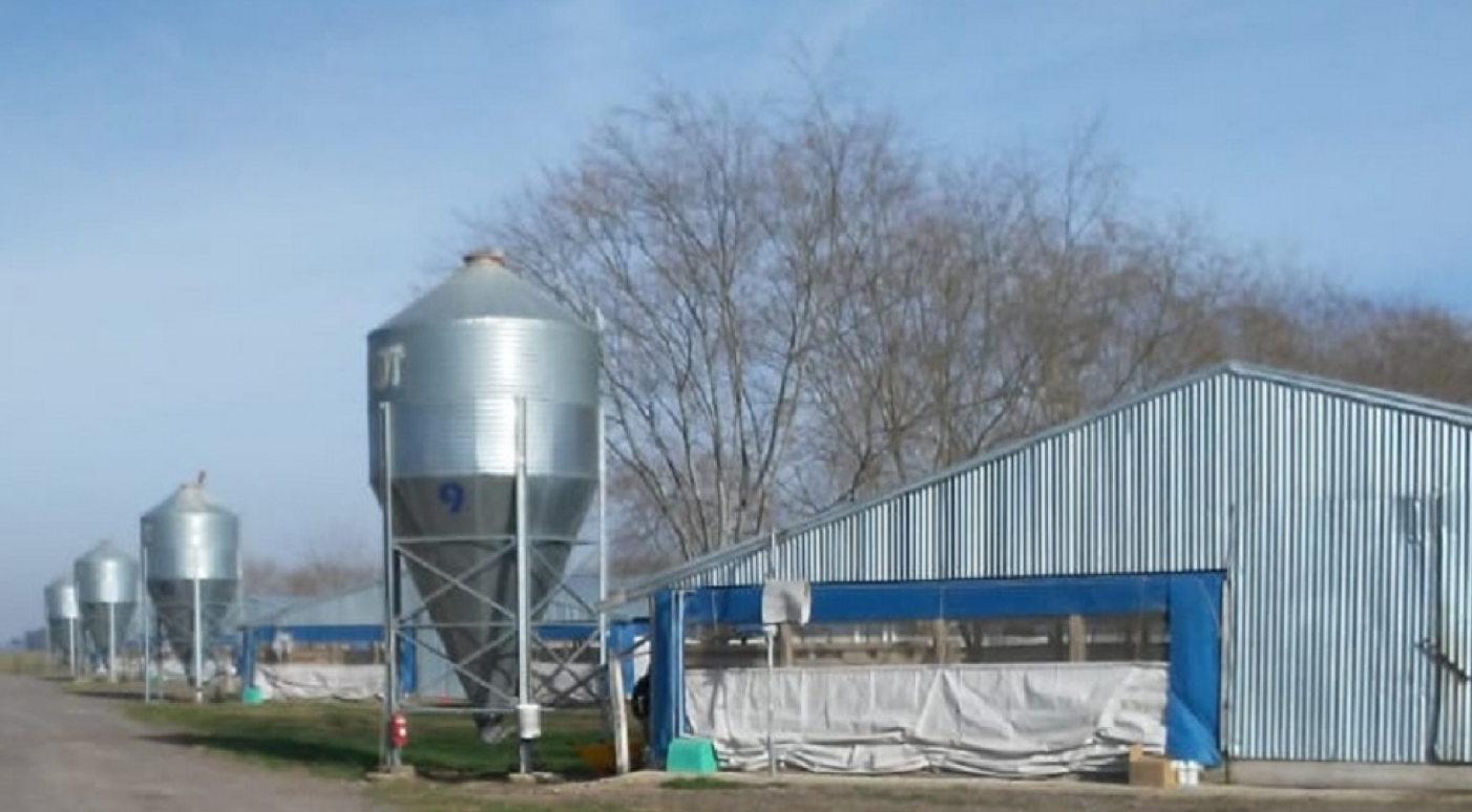 CONTINÚAN LAS ACCIONES DE FISCALIZACIÓN EN GRANJAS AVÍCOLAS DE BUENOS AIRES CONTINÚAN LAS ACCIONES DE FISCALIZACIÓN EN GRANJAS AVÍCOLAS DE BUENOS AIRES