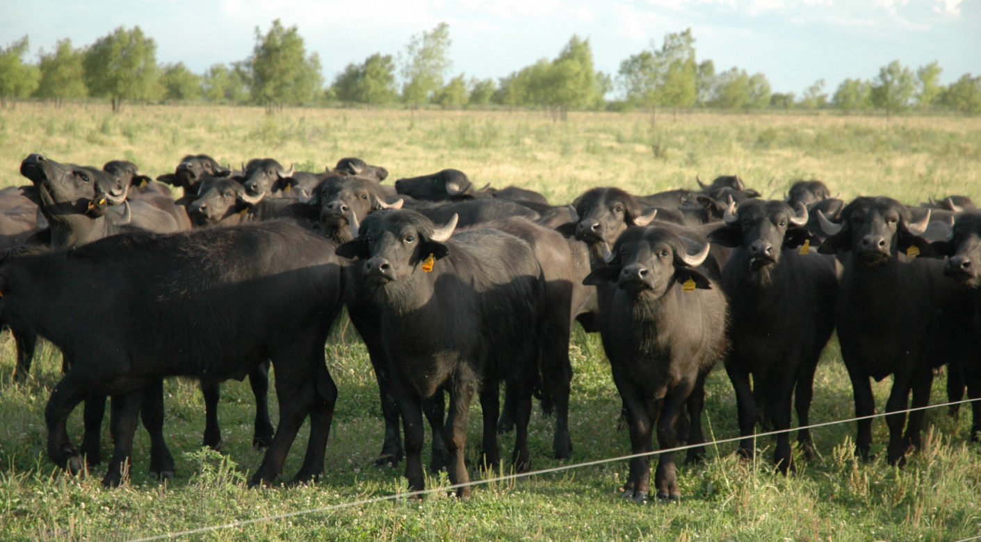 CARNE DE BÚFALO: CON UN PERFIL NUTRICIONAL SOBRESALIENTE, SUMA VALOR A LA OFERTA