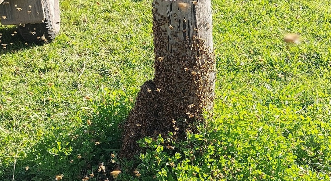 ACCIONES ANTE LA FORMACIÓN DE ENJAMBRES DE ABEJAS EN EL INICIO DE LA PRIMAVERA