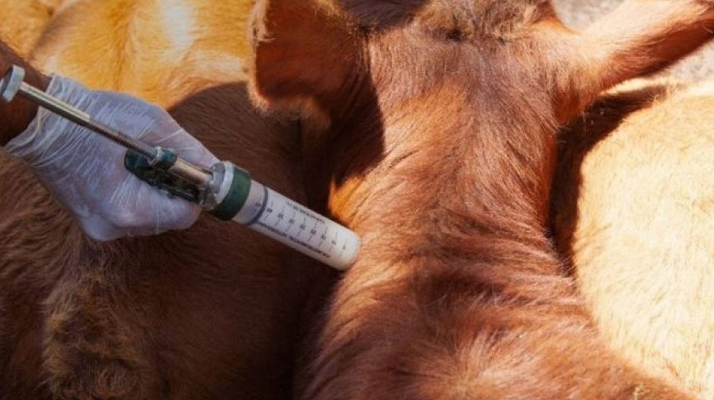 SENASA ACTUALIZA CONTROLES PARA VACUNAS E INSUMOS VETERINARIOS