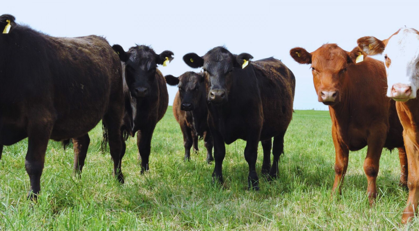 ALFALFA: PAUTAS PARA MEJORAR LA EFICIENCIA Y LA PRODUCCIÓN DE CARNE