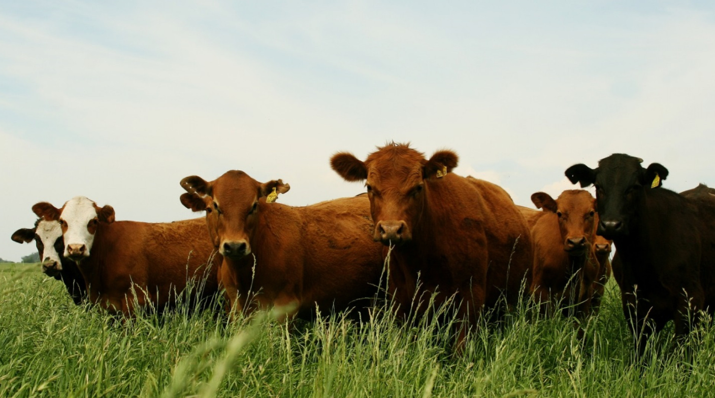 EL GOBIERNO DEFINE NUEVA ESTRATEGIA DE VACUNACIÓN CONTRA LA AFTOSA REDUCIENDO COSTOS PARA PRODUCTORES