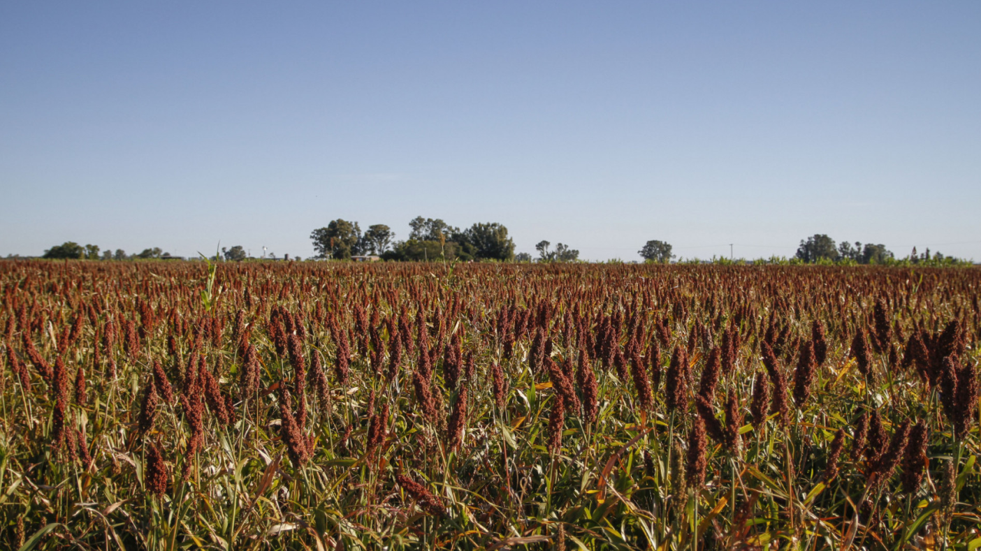 NUEVA NORMA DE COMERCIALIZACIÓN DEL SORGO PARA MEJORAR LA POSICIÓN DEL CEREAL ARGENTINO EN EL MUNDO