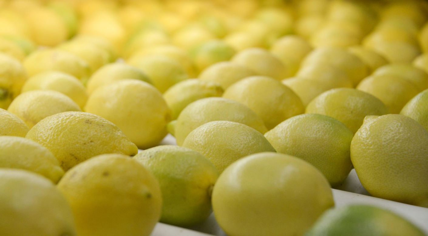 LAS EXPORTACIONES DE CÍTRICOS TUVIERON EL MONTO EXPORTADO MÁS ALTO EN LOS ÚLTIMOS CINCO AÑOS LAS EXPORTACIONES DE CÍTRICOS TUVIERON EL MONTO EXPORTADO MÁS ALTO EN LOS ÚLTIMOS CINCO AÑOS