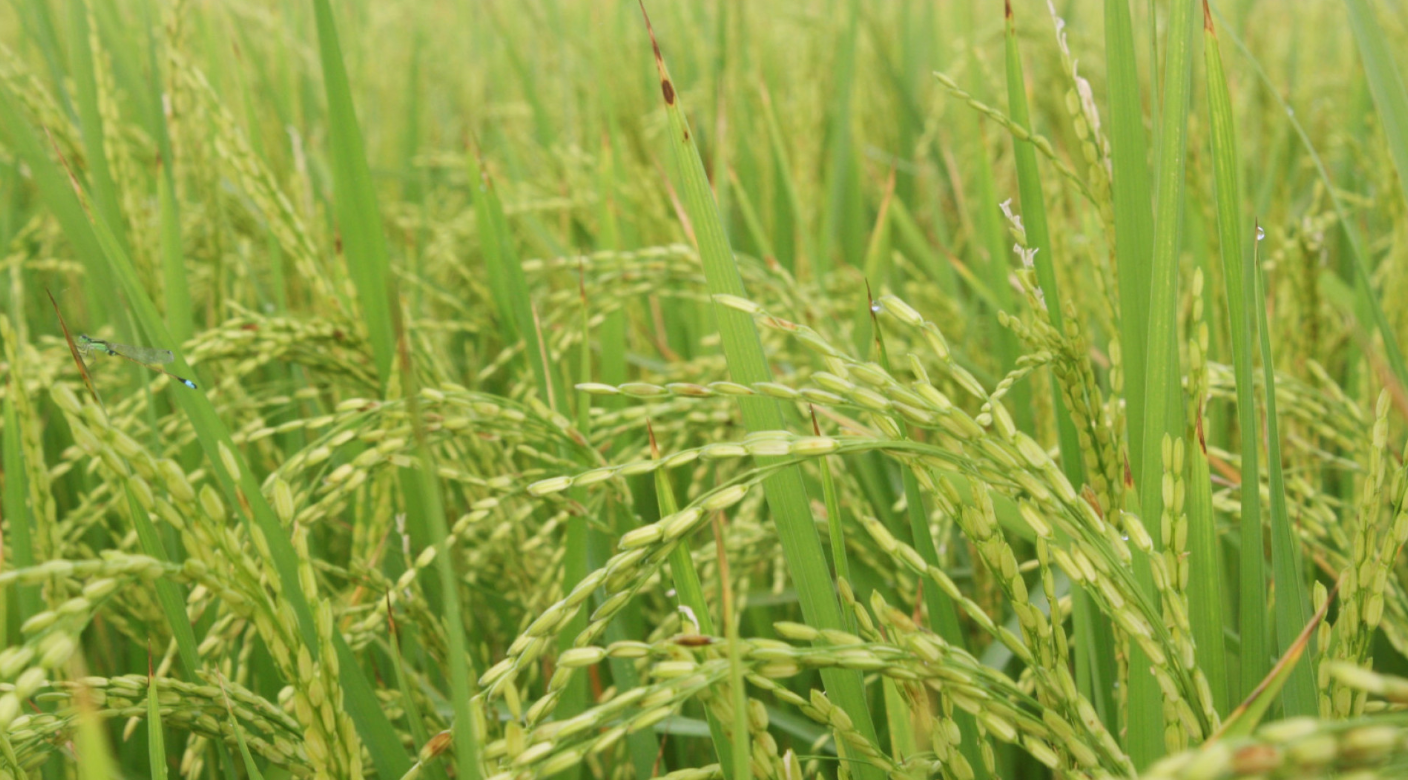 LAS EXPORTACIONES DE ARROZ, TRIGO Y SORGO CRECIERON EN VOLUMEN 91%, 40% Y 26% RESPECTIVAMENTE EN LOS PRIMEROS OCHO MESES DEL AÑO