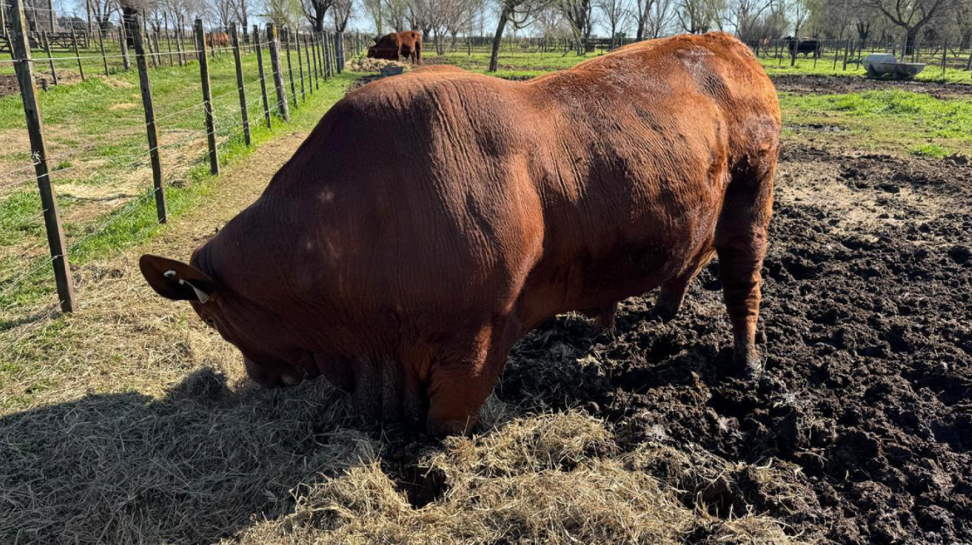 LA GENÉTICA BOVINA ARGENTINA LOGRÓ INGRESAR POR PRIMERA VEZ AL MERCADO DE PANAMÁ