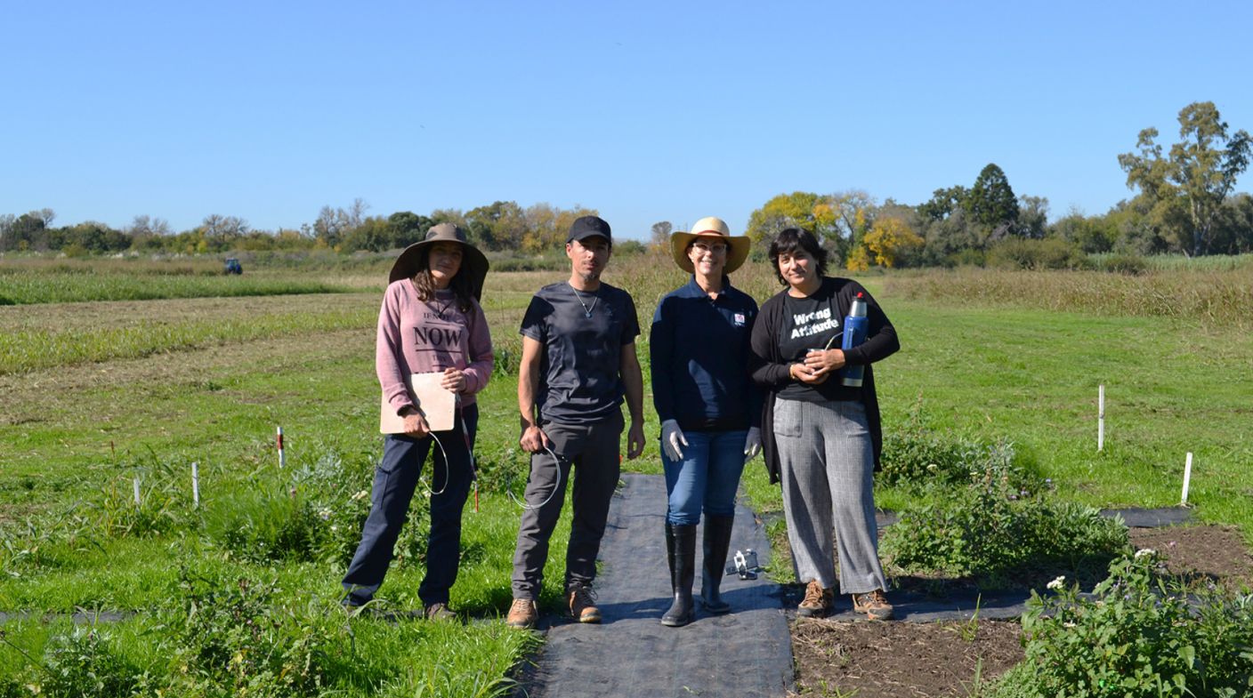 CON RADIACIÓN SOLAR REDUCEN EN UN 50 % LA APARICIÓN DE MALEZAS