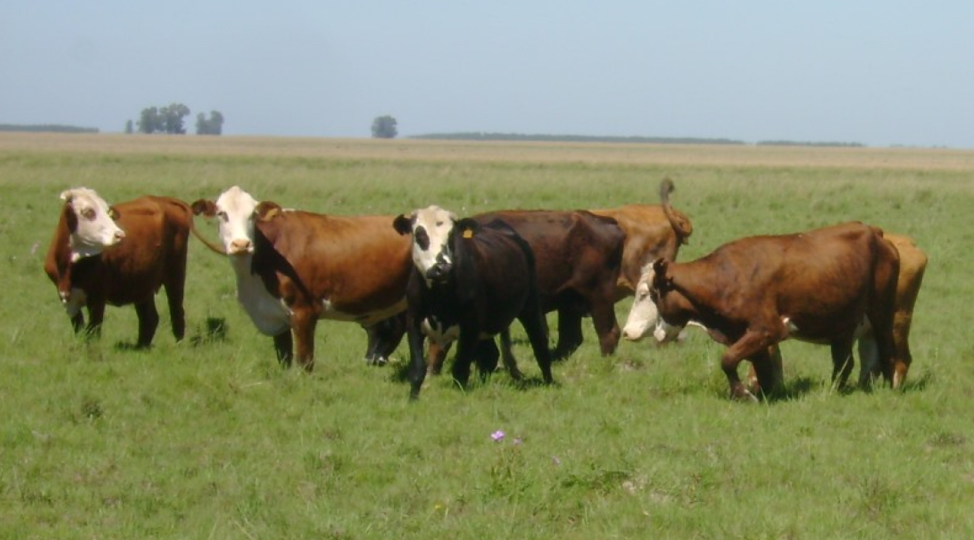 CONTROL INTEGRADO: LA ESTRATEGIA DE INTA CONTRA LA GARRAPATA BOVINA