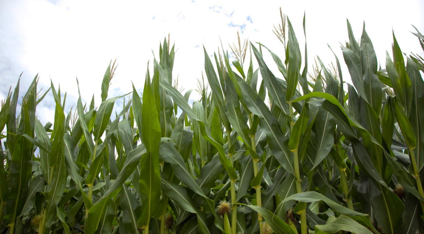 MAÍZ: EL ÚLTIMO INFORME DE LA RED NACIONAL DE MONITOREO DE LA CHICHARRITA MUESTRA UNA MARCADA RETRACCIÓN DEL INSECTO VECTOR