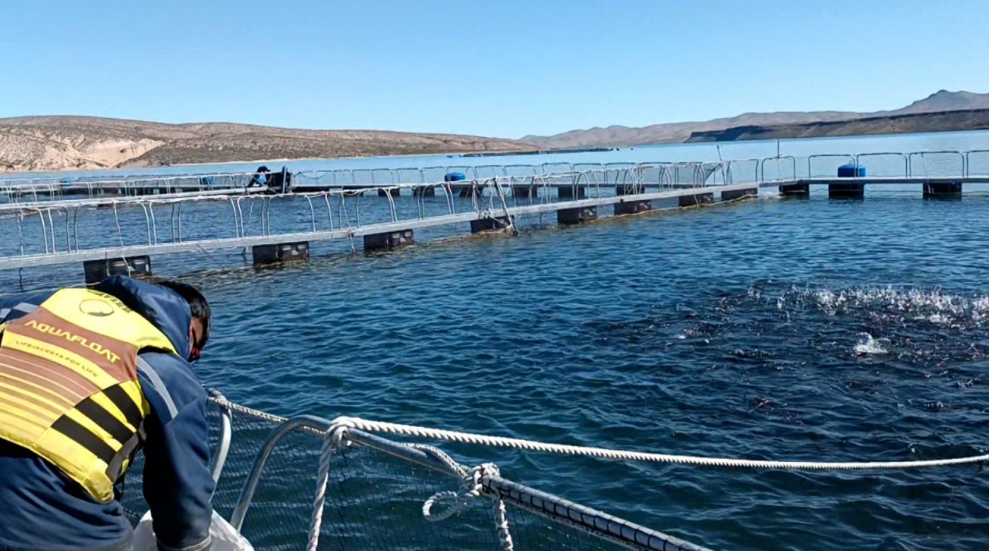 POR PRIMERA VEZ, ARGENTINA LOGRÓ APERTURA DE 4 MERCADOS PARA OVAS DE TRUCHA ARCOÍRIS POR PRIMERA VEZ, ARGENTINA LOGRÓ APERTURA DE 4 MERCADOS PARA OVAS DE TRUCHA ARCOÍRIS