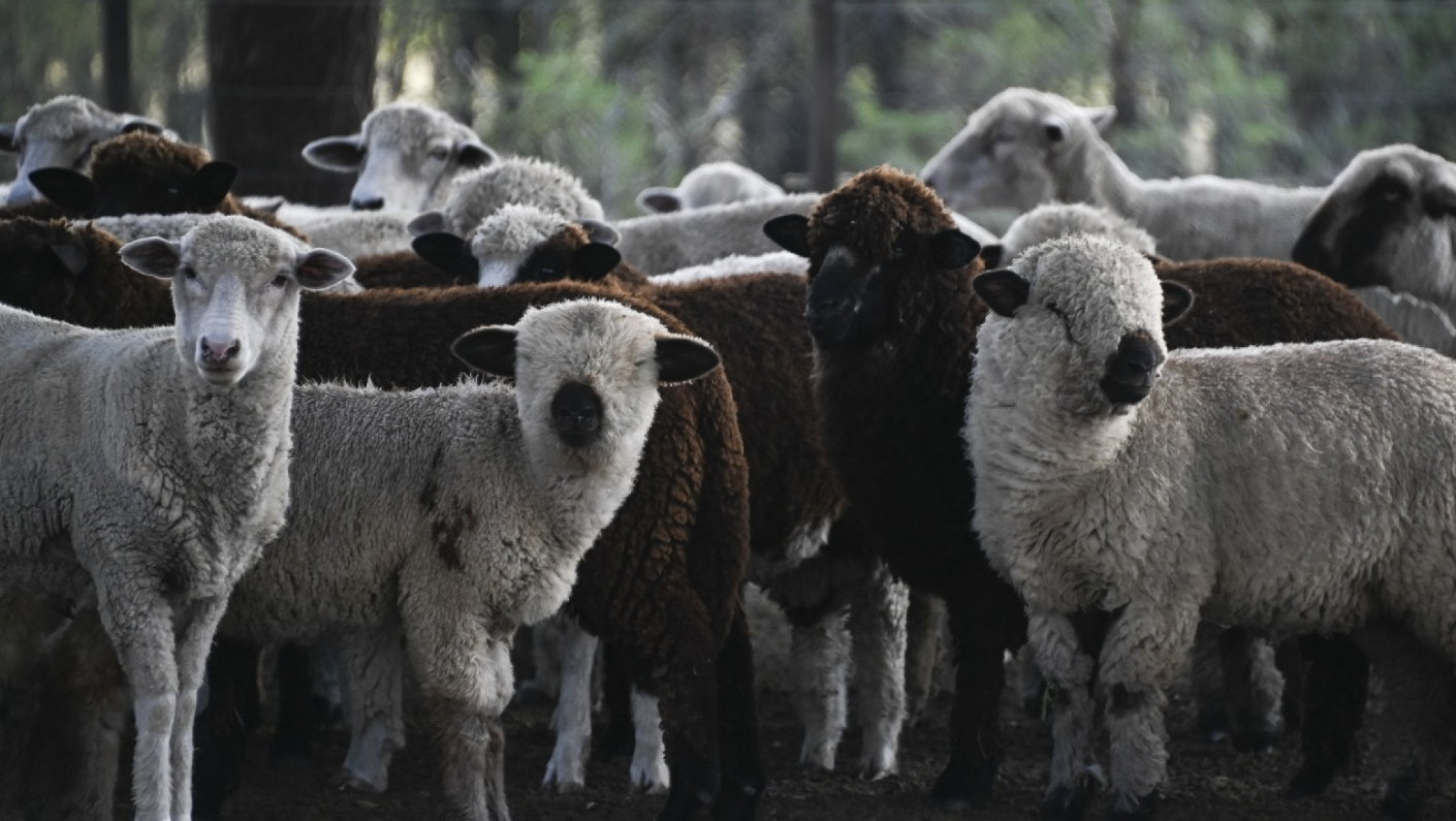 LA CARNE OVINA ARGENTINA INCREMENTA SU EXPORTACIÓN: EUROPA CRECE Y CHILE REABRE EL MERCADO