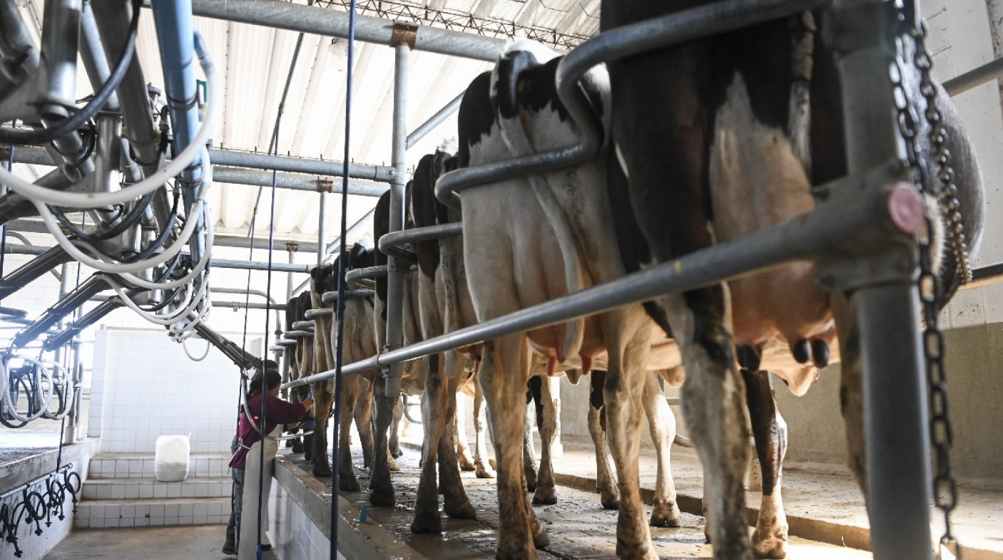 EL VALOR DE LAS EXPORTACIONES LÁCTEAS CRECE 13% Y TAMBIÉN MEJORA LA PRODUCCIÓN Y EL CONSUMO INTERNO