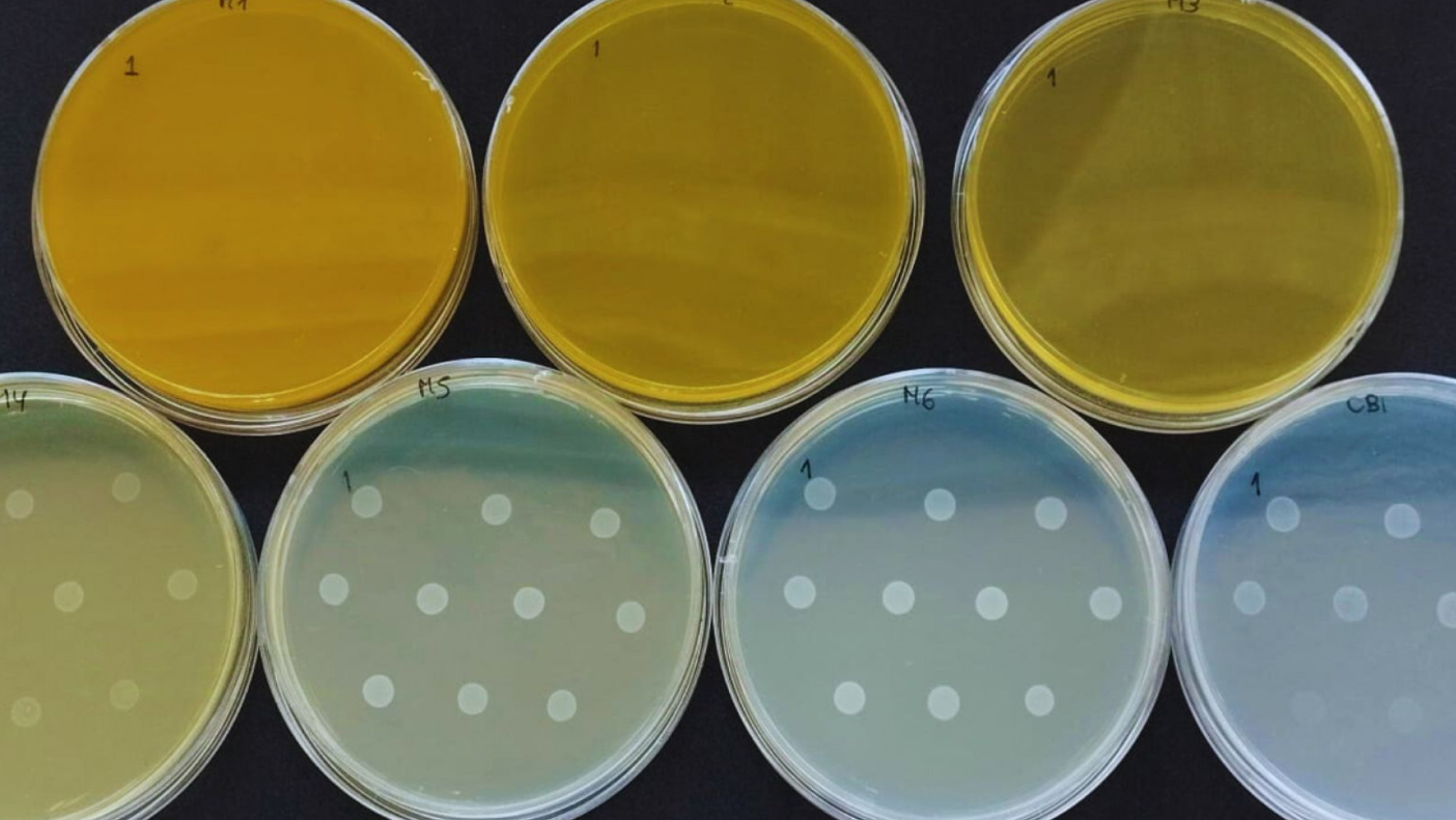 ACEITES ESENCIALES: UNA ALTERNATIVA NATURAL FRENTE A LA RESISTENCIA A LOS ANTIMICROBIANOS ACEITES ESENCIALES: UNA ALTERNATIVA NATURAL FRENTE A LA RESISTENCIA A LOS ANTIMICROBIANOS