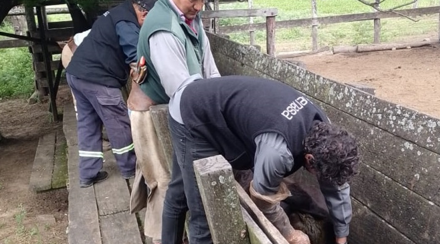 TOMA DE MUESTRAS EN BOVINOS PARA CONTROL DE RESIDUOS DE MEDICAMENTOS VETERINARIOS