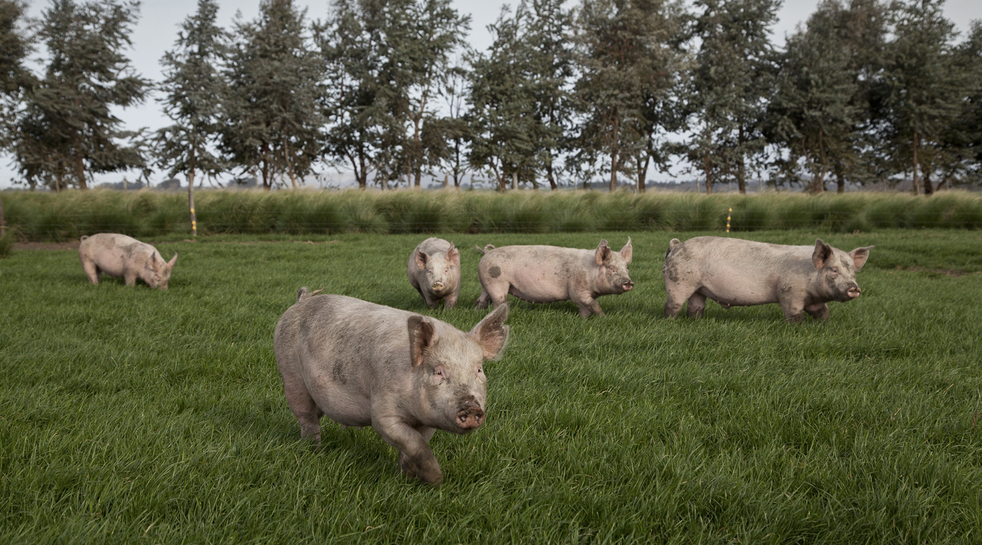 AMPLIACIÓN DEL LISTADO DE ENFERMEDADES ANIMALES Y SÍNDROMES NOTIFICABLES