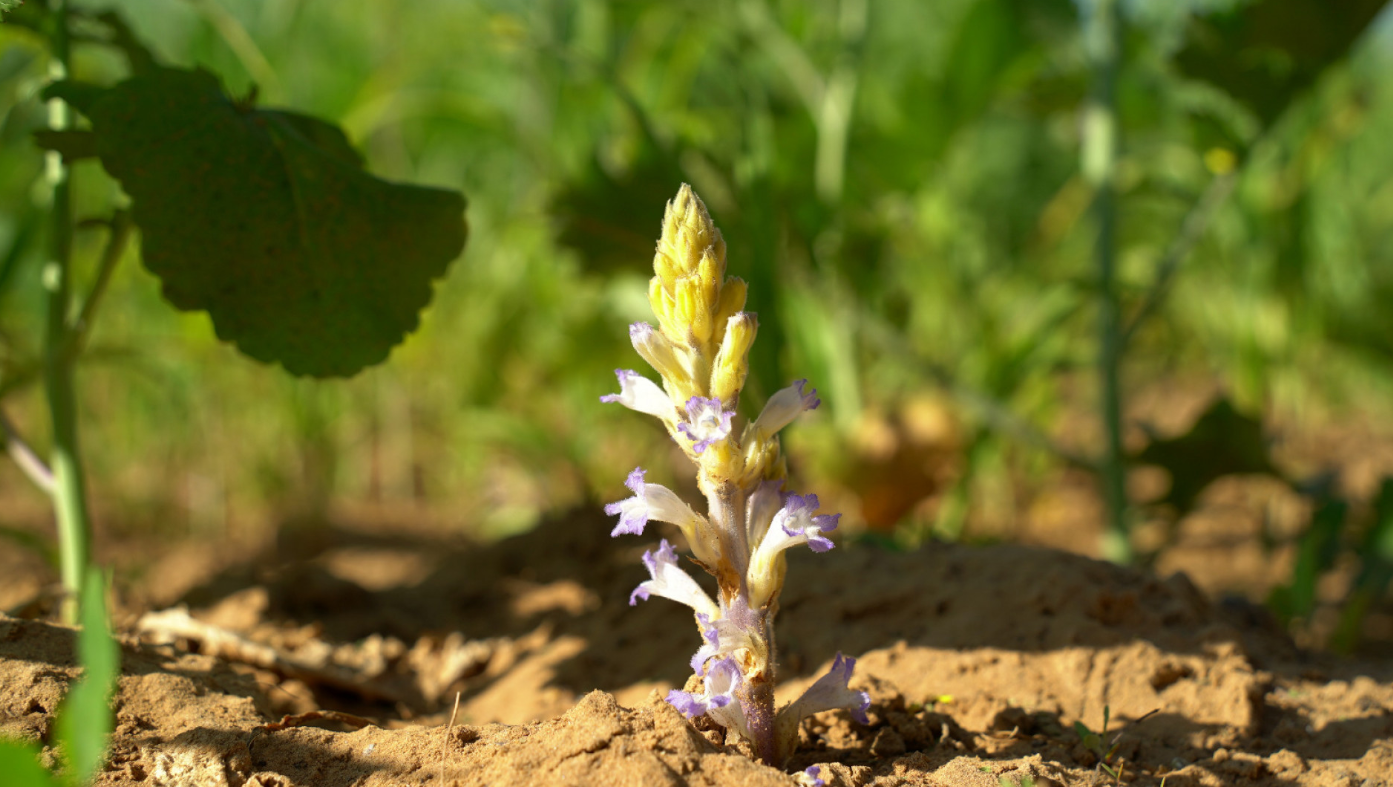 ACCIONES PARA LA PREVENCIÓN DEL JOPO DEL GIRASOL, MALEZA AUSENTE EN LA ARGENTINA