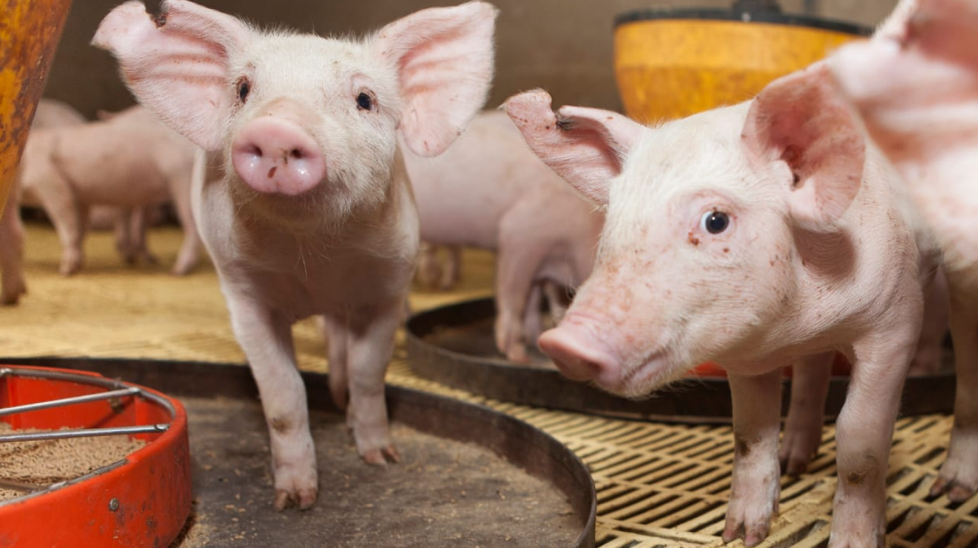 NUEVO PLAN NACIONAL DE CONTROL Y ERRADICACIÓN CONTRA LA ENFERMEDAD DE AUJESZKY