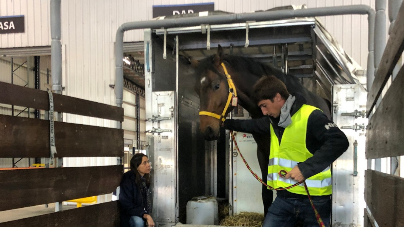 NUEVAS CONDICIONES SANITARIAS PARA EL AISLAMIENTO DE EQUINOS QUE SEAN IMPORTADOS