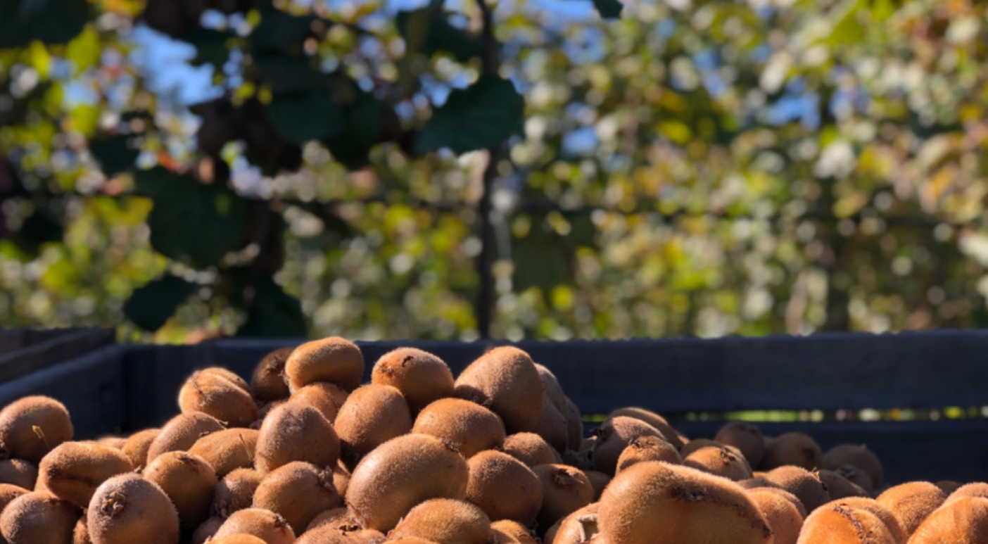 COMITÉ TÉCNICO NACIONAL DEL PROGRAMA DE MOSCAS DE LA FRUTA ANALIZÓ EL MANEJO DE LA PLAGA