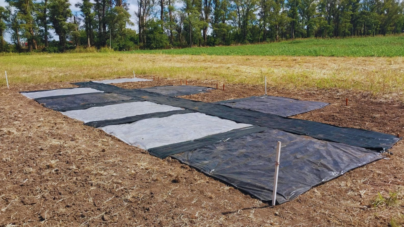 CON RADIACIÓN SOLAR REDUCEN EN UN 50 % LA APARICIÓN DE MALEZAS