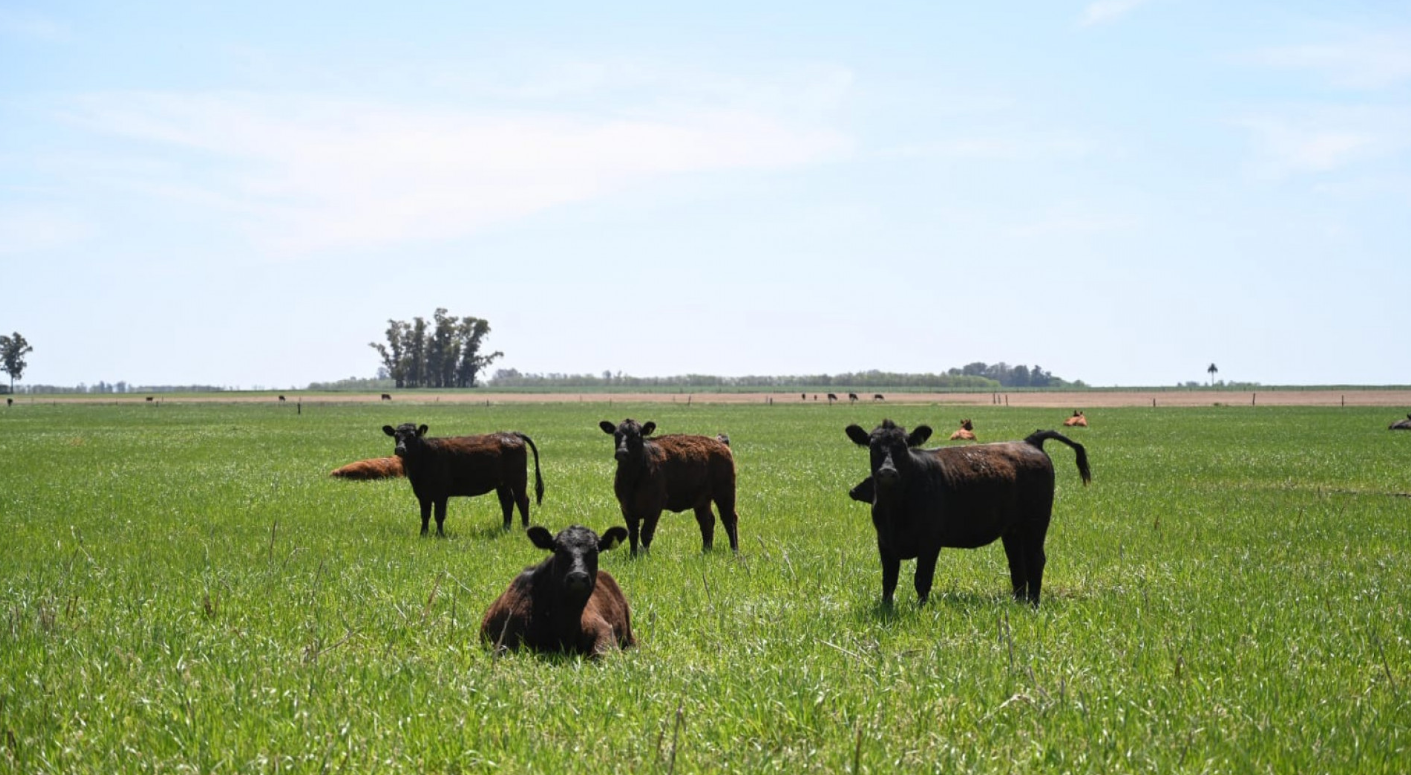 AFTOSA: MEDIDAS EXCEPCIONALES EN LA 2° CAMPAÑA DE VACUNACIÓN POR CONTINGENCIAS CLIMÁTICAS AFTOSA: MEDIDAS EXCEPCIONALES EN LA 2° CAMPAÑA DE VACUNACIÓN POR CONTINGENCIAS CLIMÁTICAS
