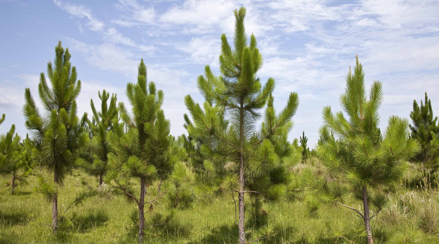 ACCIONES DE PREVENCIÓN PARA EVITAR EL INGRESO DE SIREX OBESUS QUE AFECTA A LOS PINOS ACCIONES DE PREVENCIÓN PARA EVITAR EL INGRESO DE SIREX OBESUS QUE AFECTA A LOS PINOS