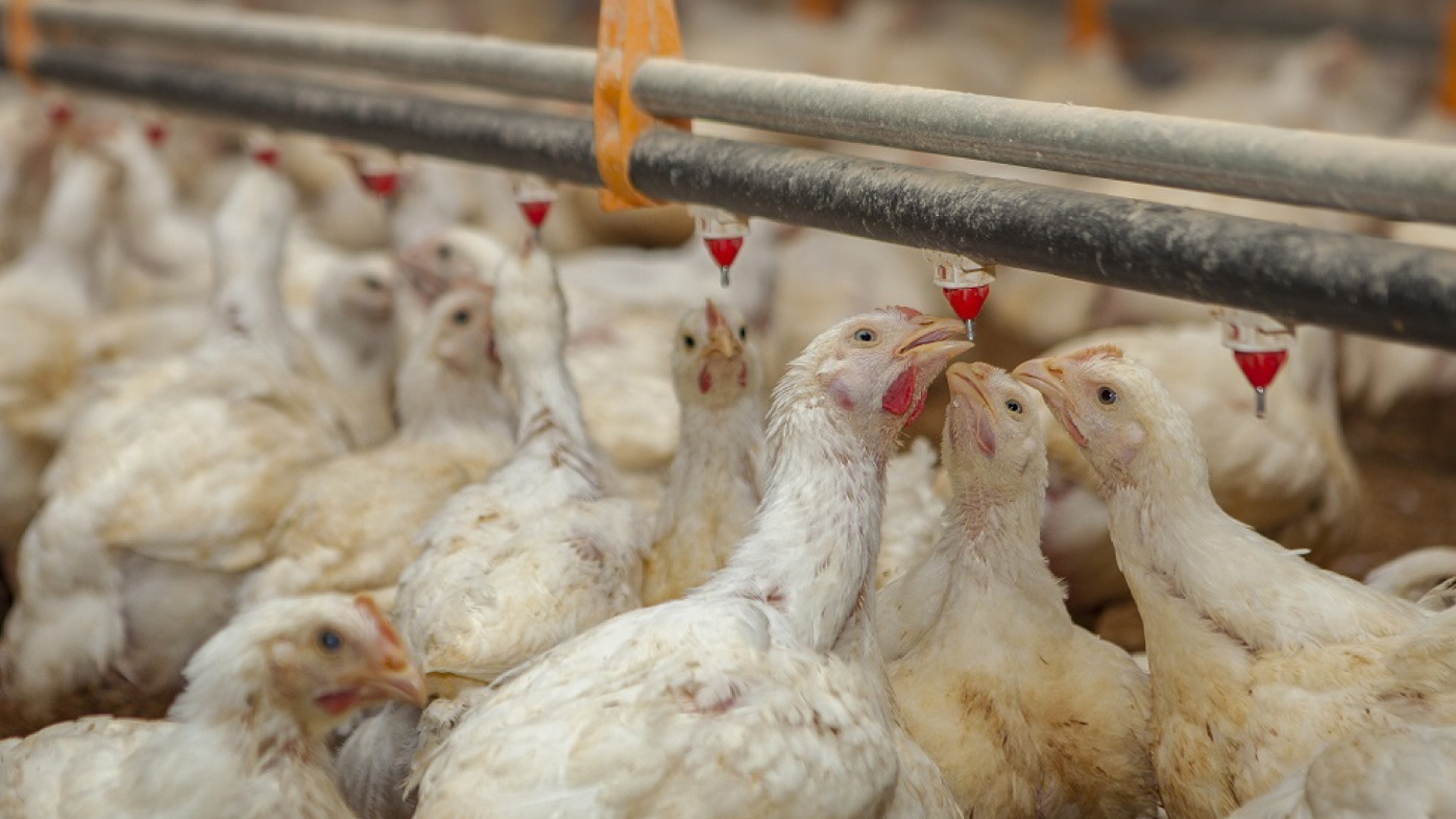 ARGENTINA SE AUTODECLARA LIBRE DE INFLUENZA AVIAR Y REACTIVA NEGOCIACIONES COMERCIALES