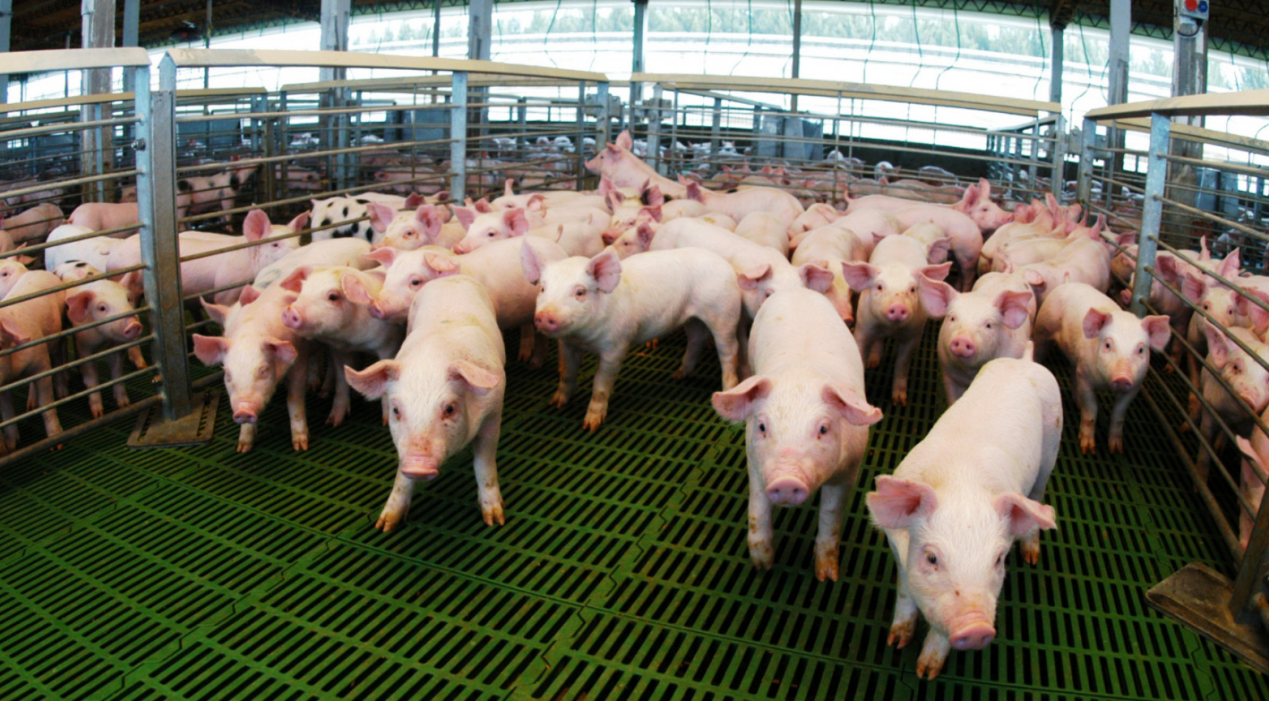 CRECE LA COMPETITIVIDAD DEL SECTOR PORCINO CON FINANCIAMIENTO IMPULSADO POR EL GOBIERNO NACIONAL