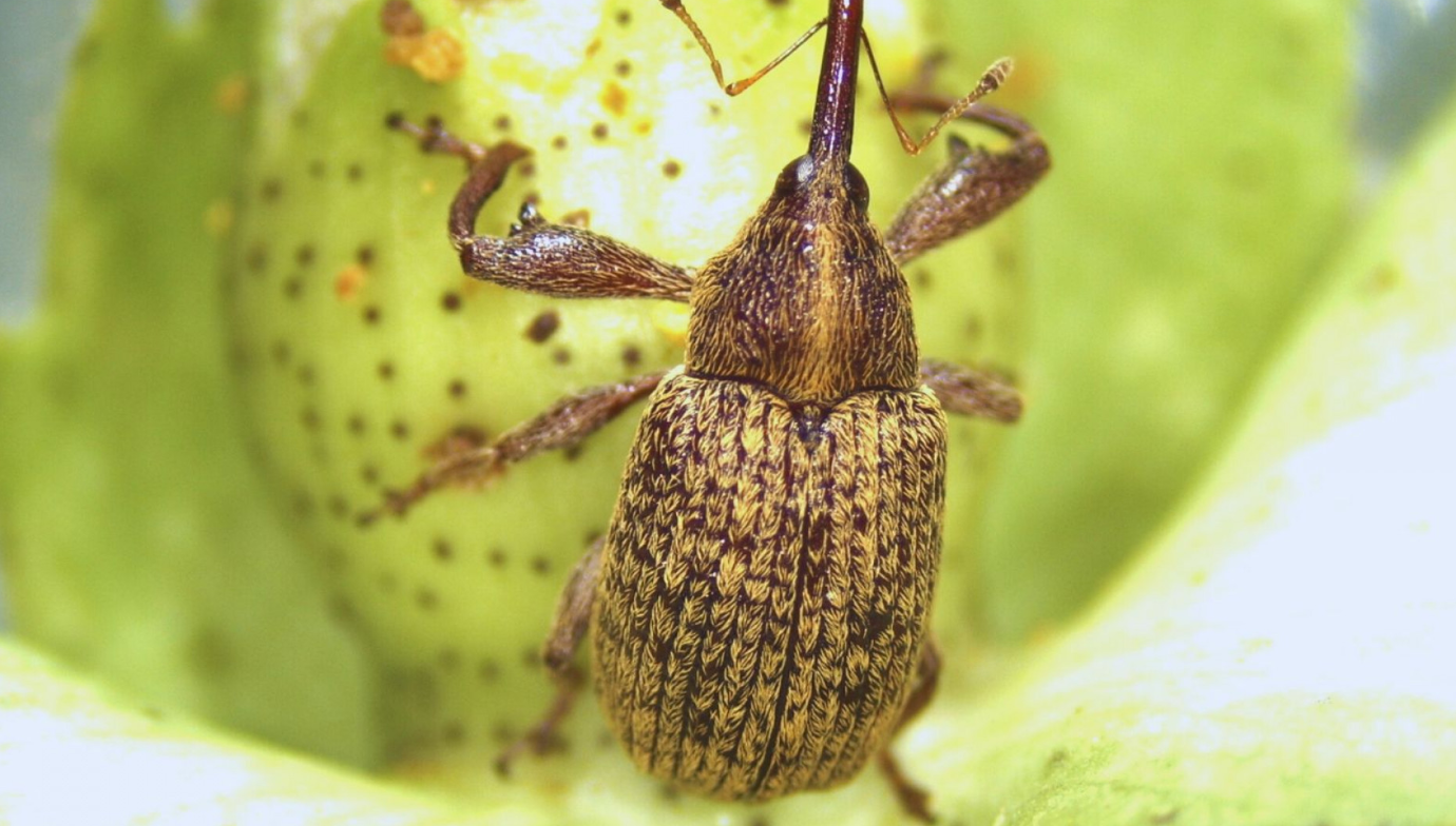 ESTUDIAN AL PICUDO ALGODONERO PARA MEJORAR SU CONTROL