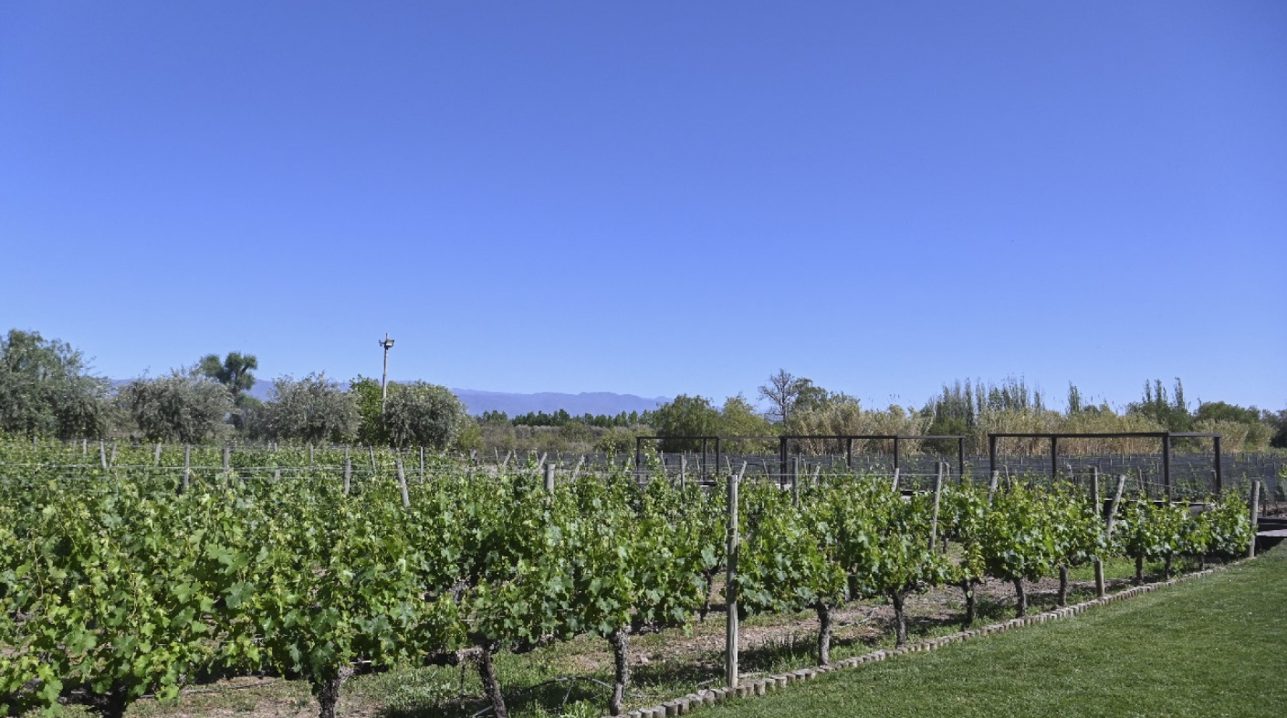 EL GOBIERNO NACIONAL MODERNIZA Y SIMPLIFICA LA REGULACIÓN DE LA INDUSTRIA VITIVINÍCOLA