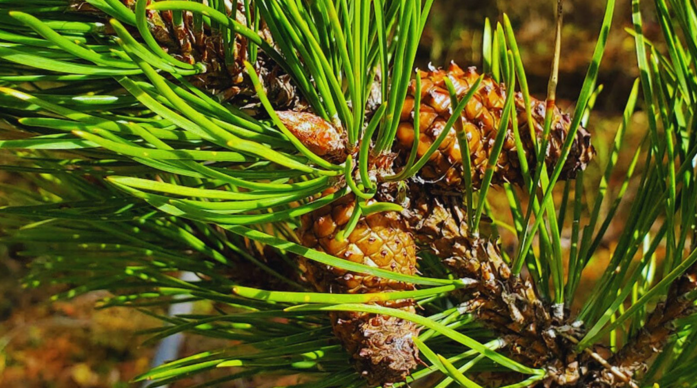 BOSQUES MÁS FUERTES: GENÉTICA CLAVE FRENTE A LA SEQUÍA