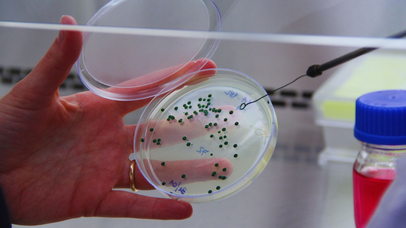 SE DUPLICARON LAS EXPORTACIONES DE LA LEVADURA LALVIN TANGO DEL INTA SE DUPLICARON LAS EXPORTACIONES DE LA LEVADURA LALVIN TANGO DEL INTA