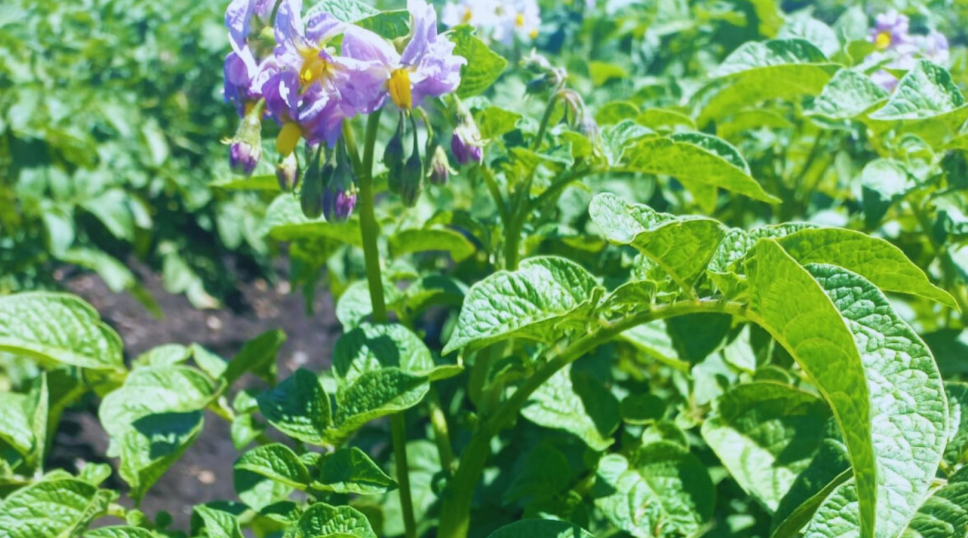 EL INTA DESARROLLA UNA NUEVA PAPA IDEAL PARA CHIPS