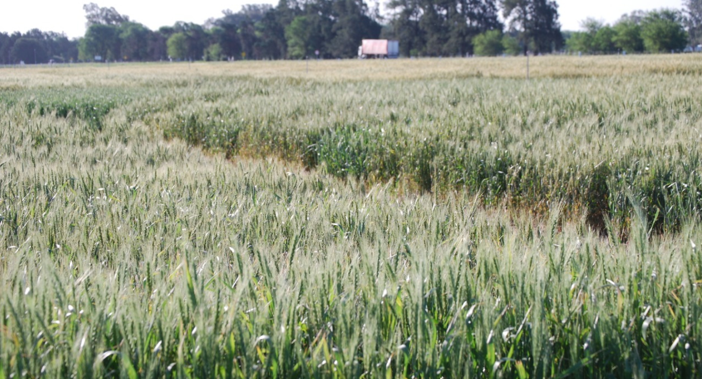 UNA CAMPAÑA IDEAL PARA EVALUAR LA GENÉTICA DEL TRIGO ARGENTINO