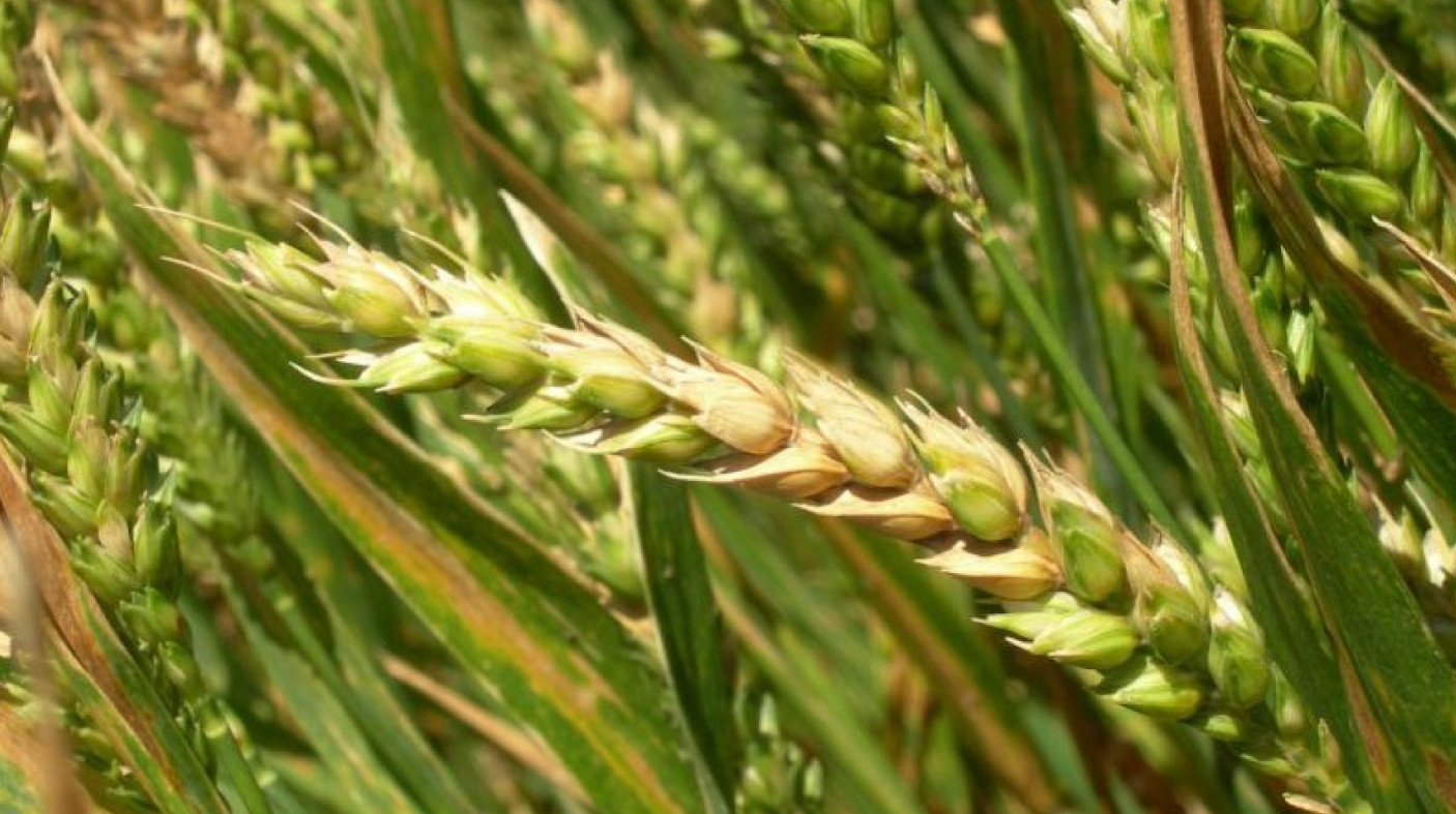 CON HERRAMIENTAS DE PREDICCIÓN, MONITOREAN ENFERMEDADES EN TRIGO