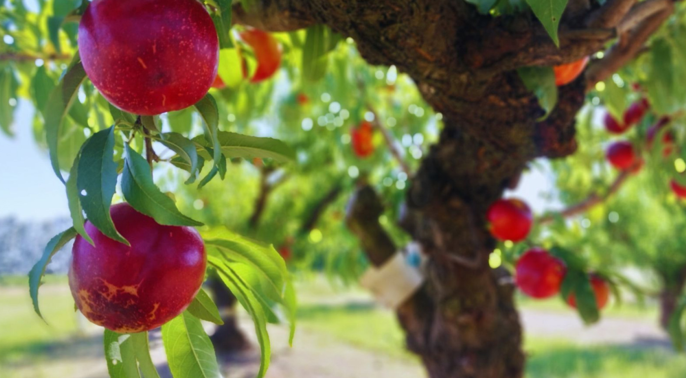 PIONERO INTA, UNA VARIEDAD DE NECTARINA ÓPTIMA PARA EXPORTACIÓN