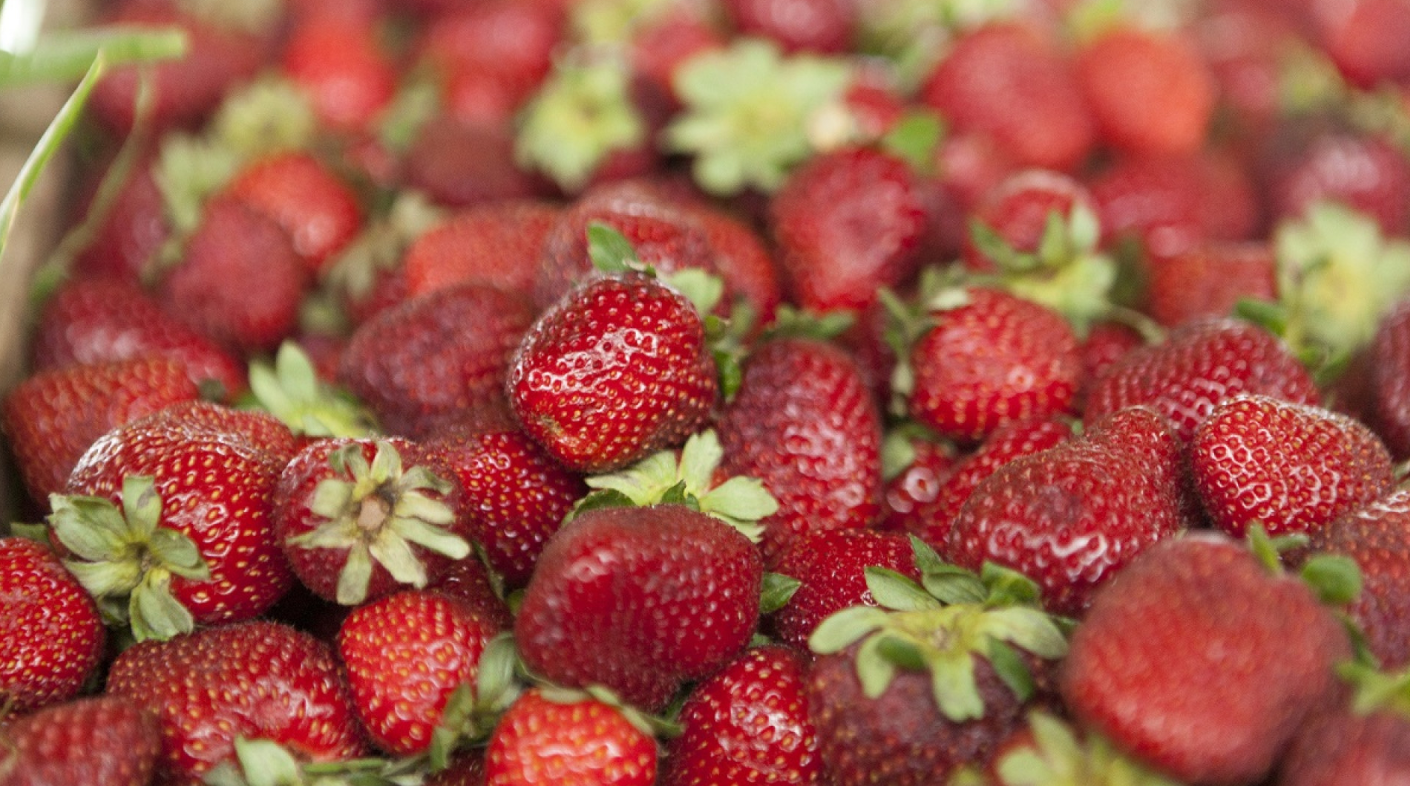 ARGENTINA ACTUALIZA SU REGLAMENTO SOBRE CALIDAD DE LA FRUTILLA DE ACUERDO CON EL MERCOSUR ARGENTINA ACTUALIZA SU REGLAMENTO SOBRE CALIDAD DE LA FRUTILLA DE ACUERDO CON EL MERCOSUR