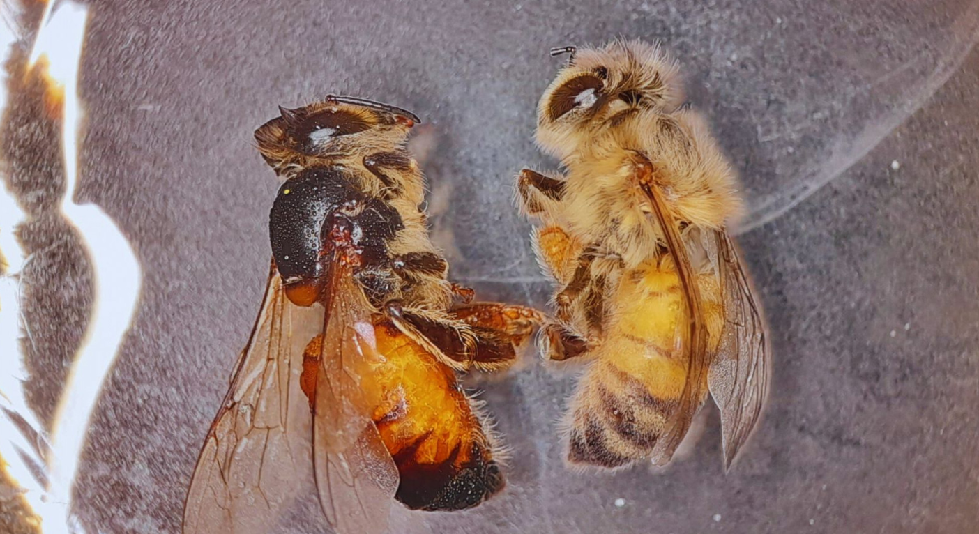 DESARROLLAN UNA HERRAMIENTA BIOTECNOLÓGICA PARA PROTEGER LAS ABEJAS