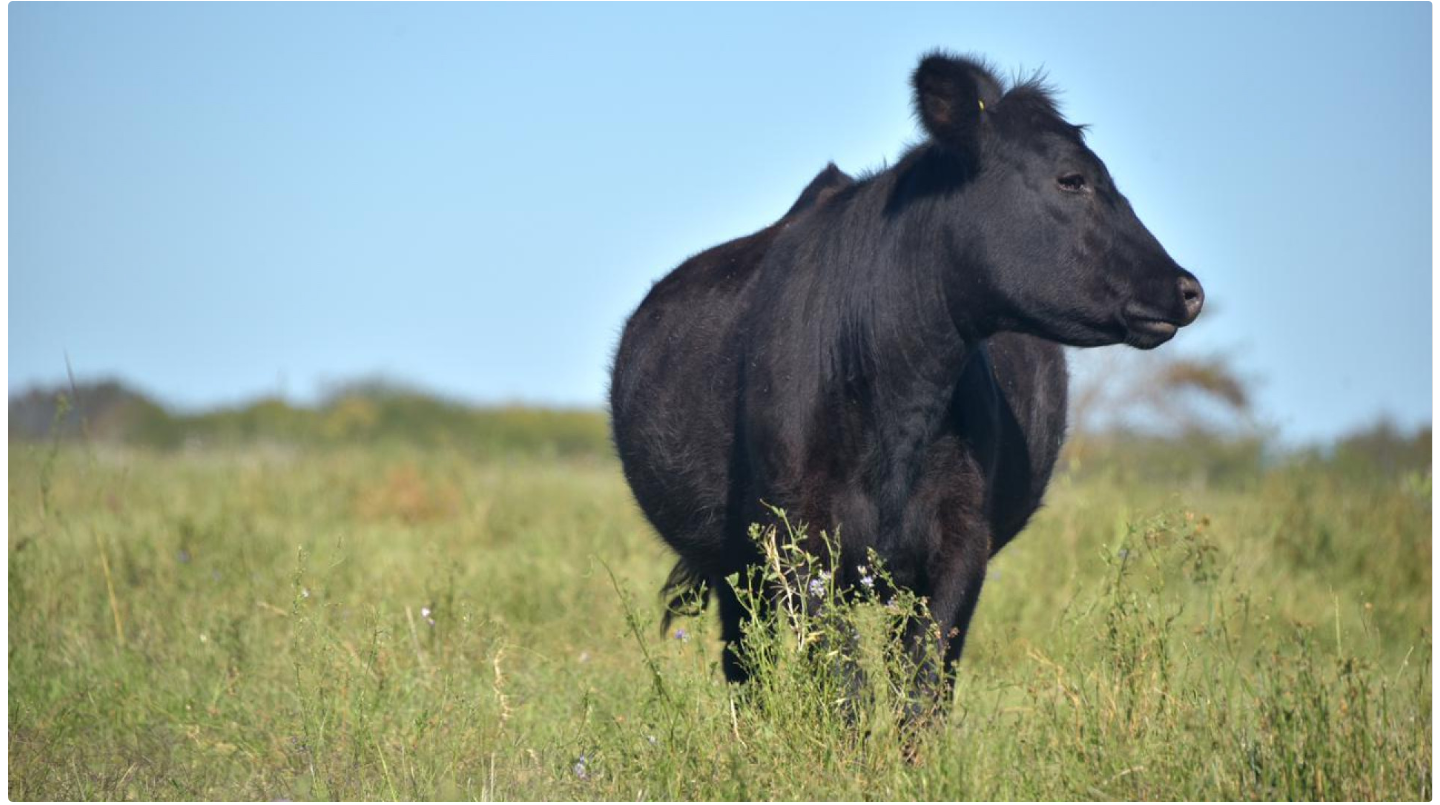 NUEVA PLATAFORMA PARA LA CADENA DE CARNES: TRANSPARENCIA E INFORMACIÓN SOBRE LA FAENA DE LOS ANIMALES