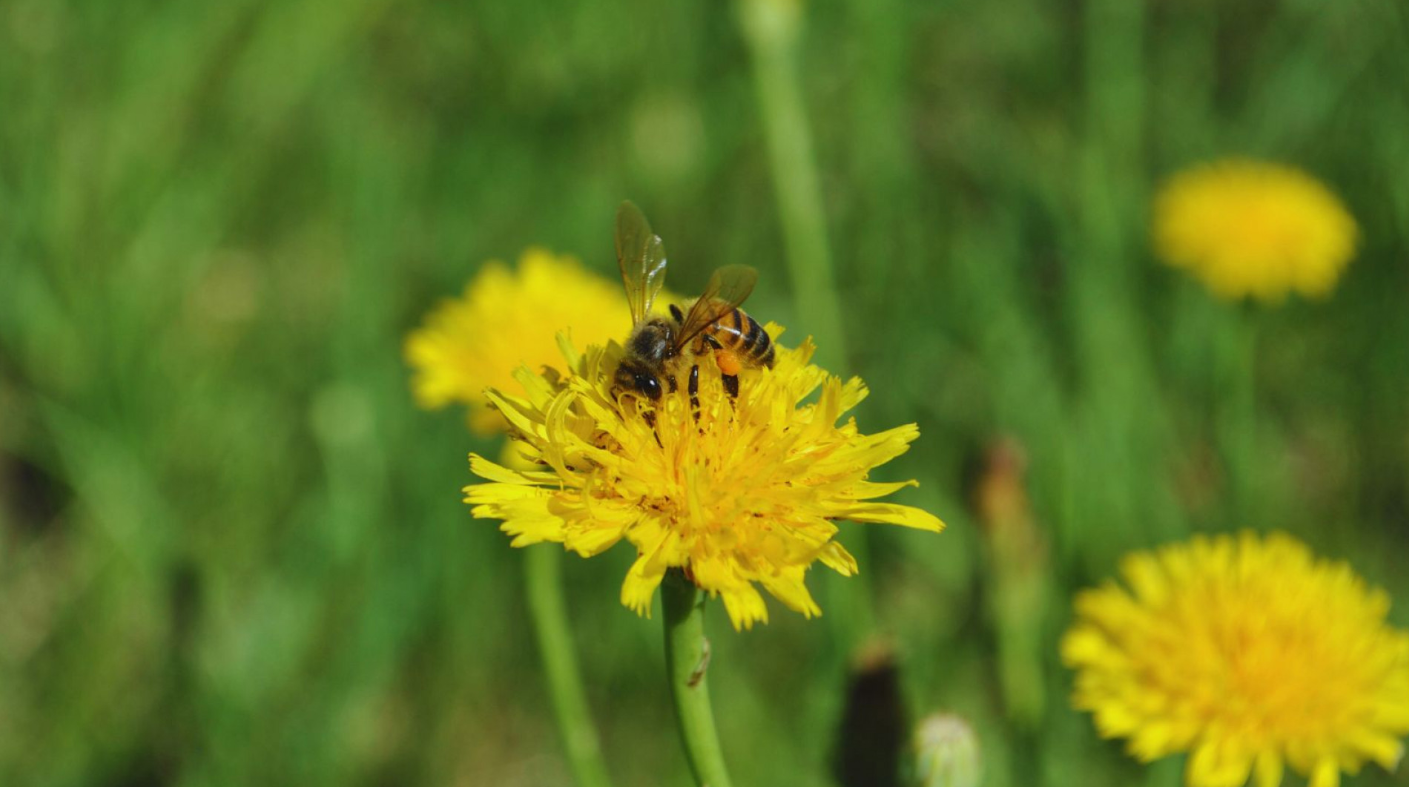 EL POLEN COMO ESTRATEGIA DE DIVERSIFICACIÓN APÍCOLA EL POLEN COMO ESTRATEGIA DE DIVERSIFICACIÓN APÍCOLA