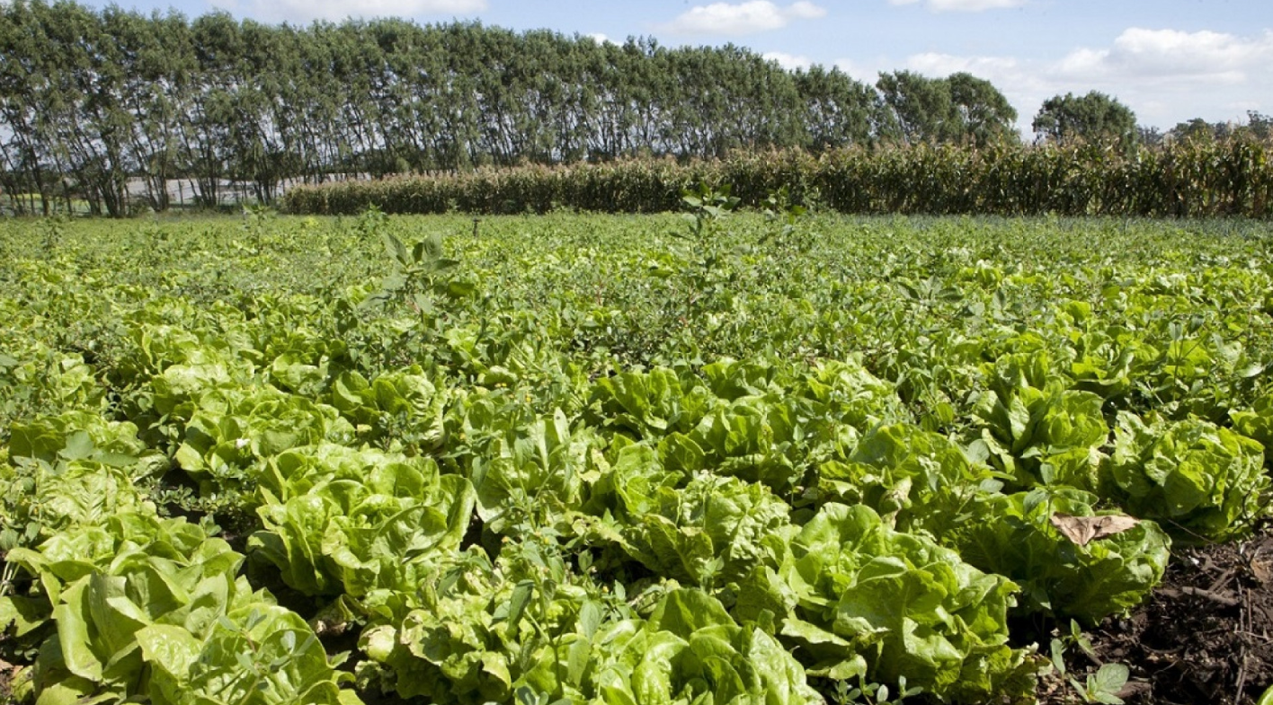 SIMPLIFICACIÓN DEL REGISTRO DE PRODUCTOS FITOSANITARIOS CON FOCO EN CULTIVOS MENORES