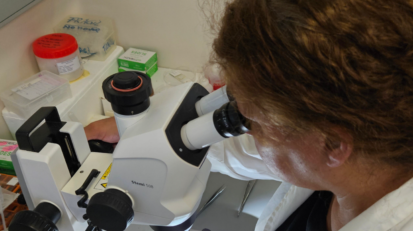 CÓMO RECONOCER FAMILIAS DE ÁCAROS DE IMPORTANCIA ECONÓMICA EN CULTIVOS