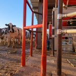 CRÍTICA SITUACIÓN EN EL SECTOR LÁCTEO: PRECIO DE LA LECHE AUMENTÓ SOLO UN 8% EN EL ÚLTIMO AÑO, SIN ALCANZAR LOS 0