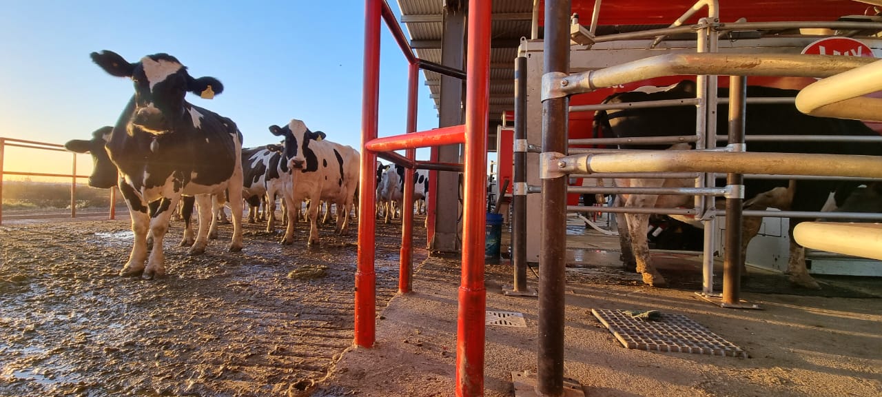 CRÍTICA SITUACIÓN EN EL SECTOR LÁCTEO: PRECIO DE LA LECHE AUMENTÓ SOLO UN 8% EN EL ÚLTIMO AÑO, SIN ALCANZAR LOS $500